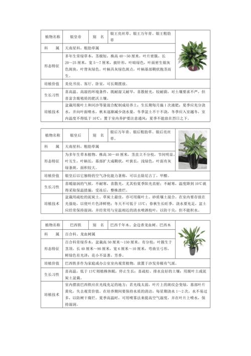 50种常见室内盆栽绿化植物介绍带图片