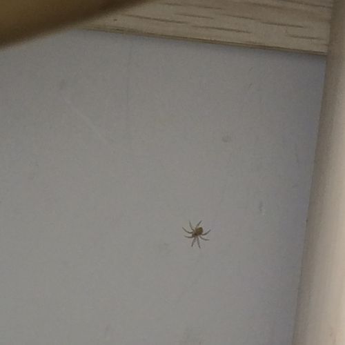 家里的小蜘蛛,请问这种是什么蜘蛛呢? 能帮助吃小虫子吗?