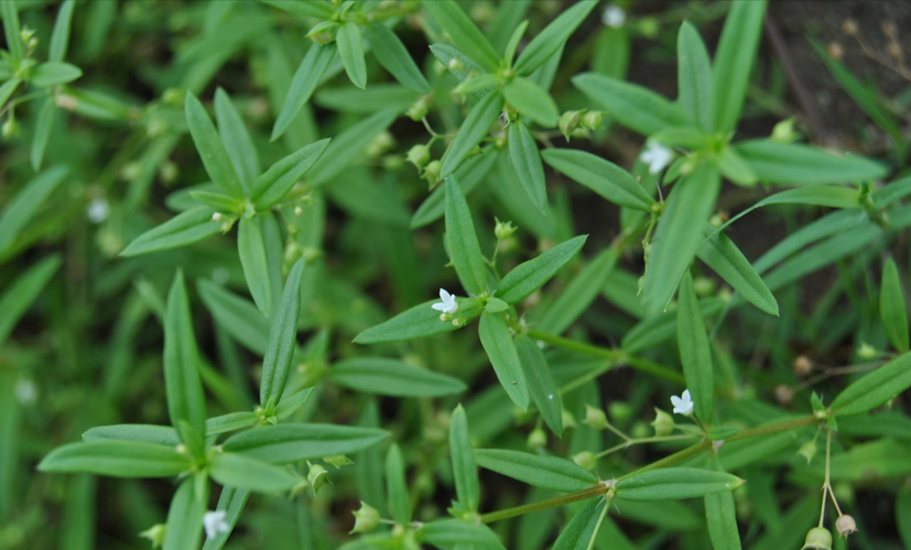 白花蛇草是一种药材,全草都能入药,有清热解毒活血止痛等功效,并且
