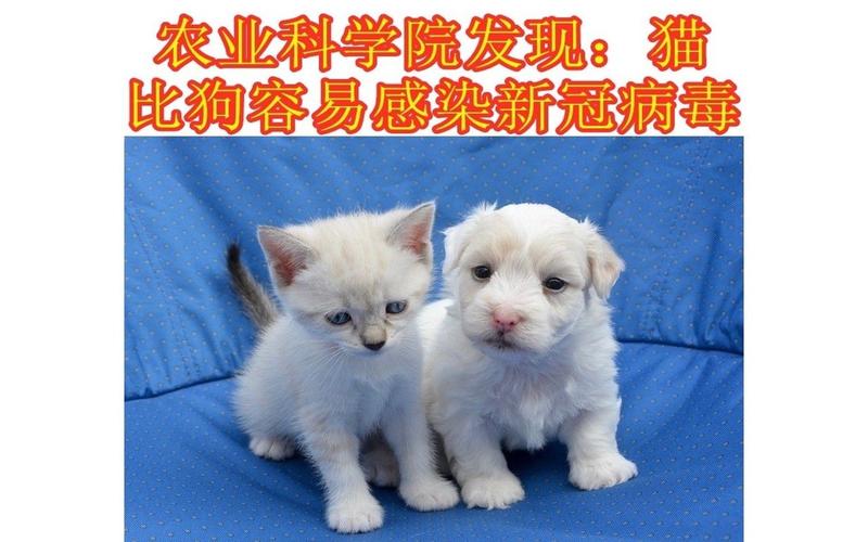 中国农业科学院发现:猫比狗容易感染新冠病毒