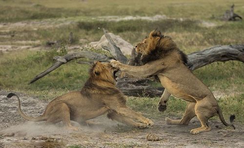 非洲雄狮为争夺