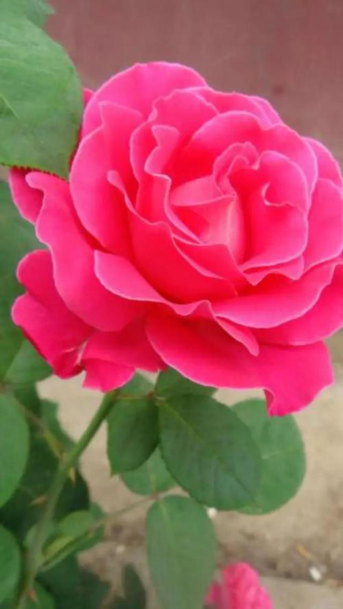 唯美玫瑰花语,送给你,送给爱人的最美花语,快点收藏吧