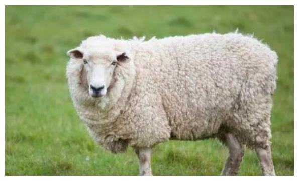 属羊的人2021年穿什么颜色衣服最旺生肖羊1月初开始转变