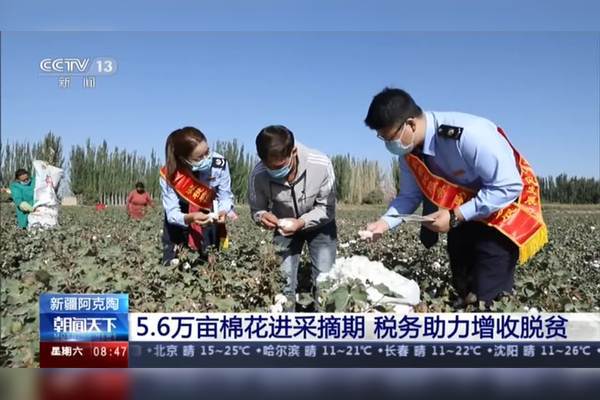 新疆阿克陶56万亩棉花进采摘期税务助力增收脱贫