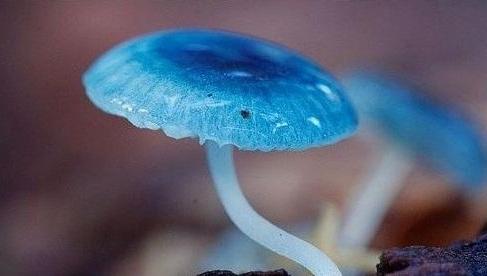不过这并不是第一次发现的蓝色蘑菇品种,早在1866年就有奥地利的科学