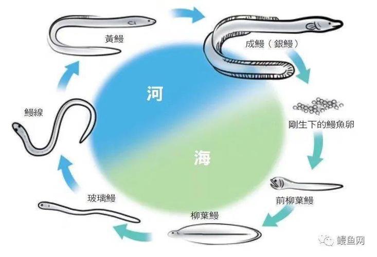 鳗鱼百科日本鳗生活史探寻了半个多世纪我们才知道它的故乡在哪里