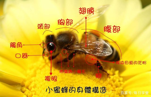 蜜蜂和黄蜂的知识讲解