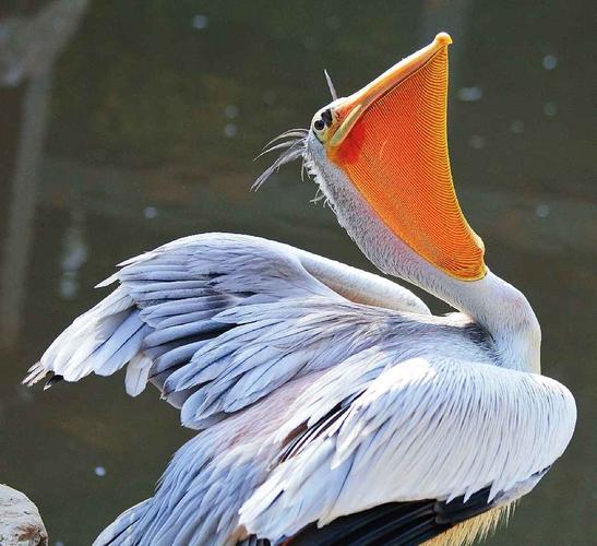 漂亮的卷羽鹈鹕鸟