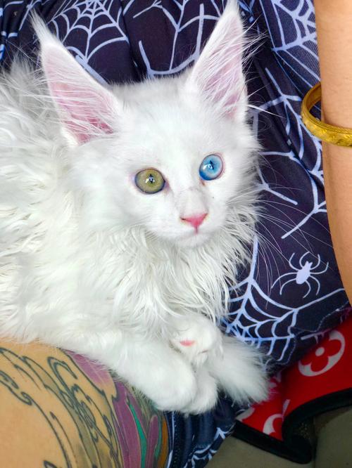 白色的异瞳猫是什么猫