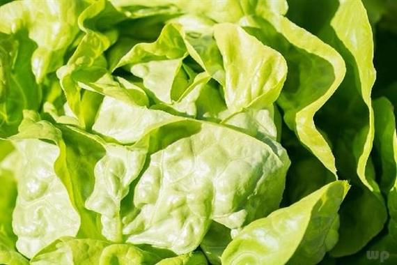 身体排毒最有效的方法吃蔬菜
