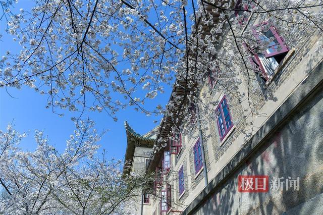 武汉大学迎来首批预约赏樱公众