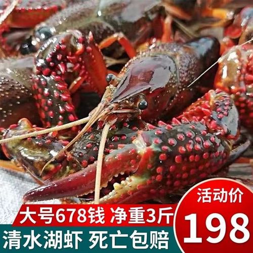 活的大龙虾多少钱一斤