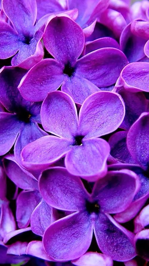 唯美意境,唯美,花朵,紫色,花瓣,梦幻,手机壁纸梦幻紫色花朵花瓣