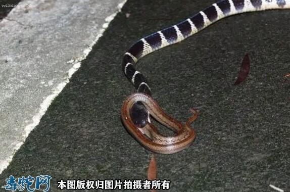 眼镜王蛇vs银环蛇图片_银环蛇_毒蛇网