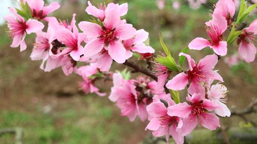 三月桃花始盛开 蓬溪仙桃桃花节开幕