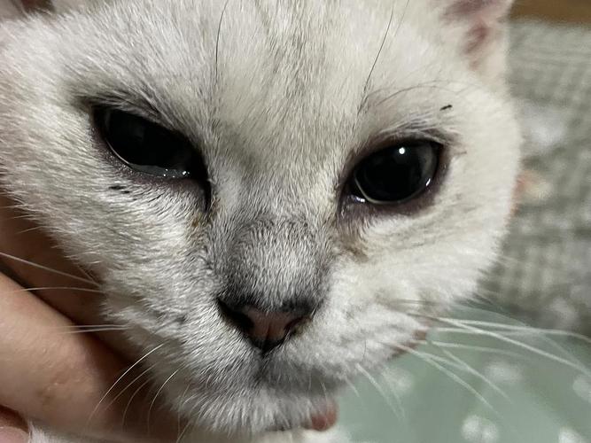 猫咪眼睛睁不开,有很多眼泪是什么情况?