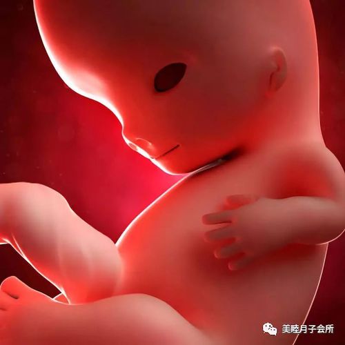 基本情况进入怀孕第9周,从这个月开始,胚胎正式可以叫做