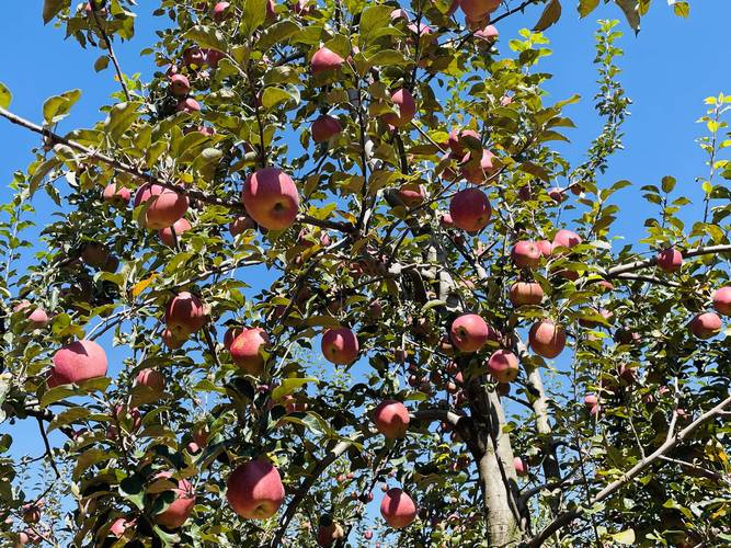 昭阳洒渔镇树品牌提效益壮大苹果产业助推乡村振兴