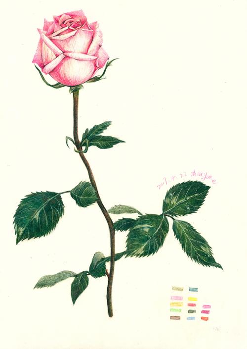 3年前 63 0 0 广州  |  插画师 彩铅粉玫瑰绘制过程,把花花剪出来,就