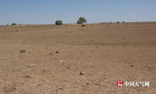 内蒙古锡林郭勒草原超六成遭干旱 牧草枯死地表裸露