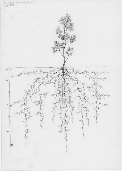 什么植物根系发达