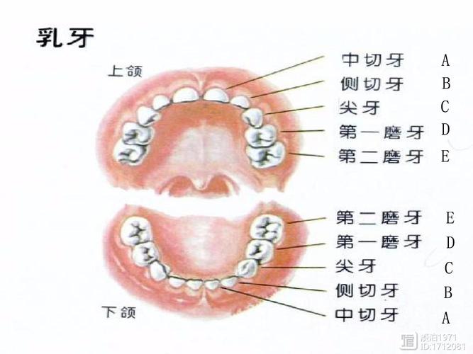 各种牙齿的名称功能及矫正