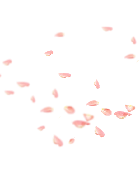 桃花花瓣节日鲜花飘落装饰粉红素材