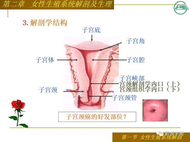 女性生殖系统解剖及生理