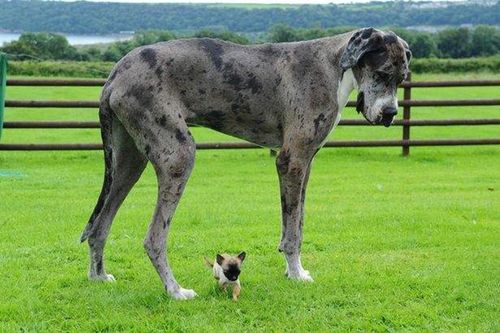 当世界最大的狗大丹狗遇到世界最小的狗吉娃娃
