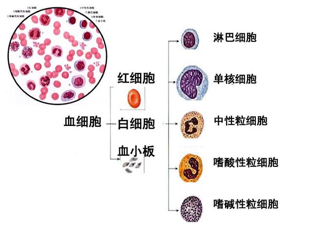 细胞 单核细胞 白细胞 血小板 中性粒细胞 嗜酸性粒细胞 嗜碱性粒细胞