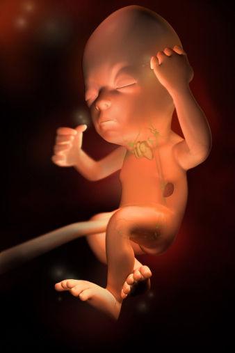 孕24周—28周:胎儿超声心动图