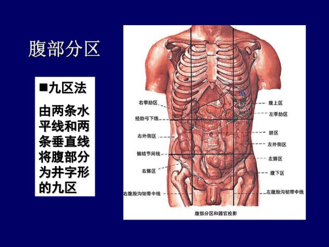 简介:腹部检查岳阳医院 腹部的范围内部:上以膈肌为顶,下以骨盆为底