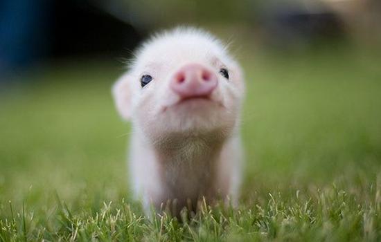 周公解梦梦到小猪崽是什么意思