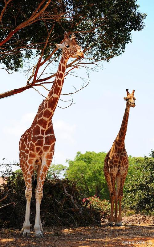 长颈鹿是非洲大陆上最高的动物,它们的身高可以达到6米,而它们的脖子