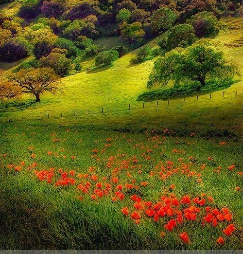 《山水 花草》风景美图
