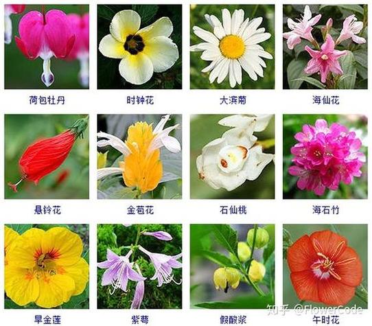 常见的花朵的名字及图片大全集