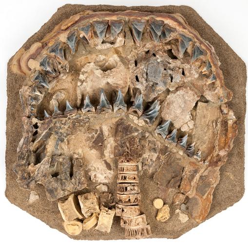 巨大的鲨鱼牙齿化石暴露了它们的这些秘密