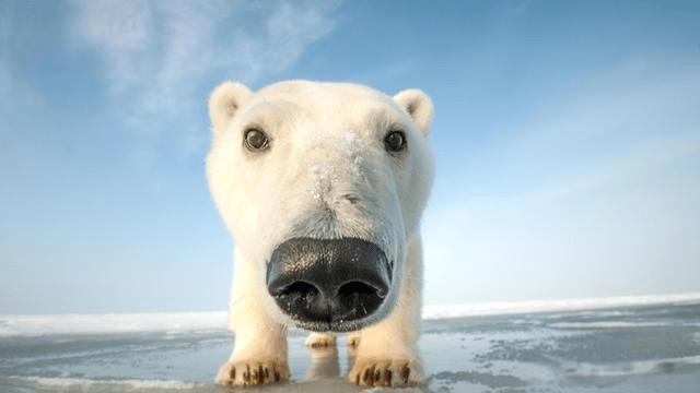 原创科普北极熊皮肤是什么颜色竟然压根不是白色
