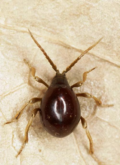 象甲虫,房间里多了很多这种像甲虫的小虫子,请问这是什么虫,怎么消灭