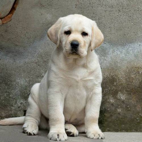 精品拉布拉多犬出售纯种拉布拉多犬活体拉布拉多幼犬看家护卫犬