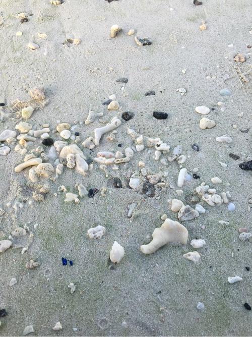 静谧海滩～捡贝壳