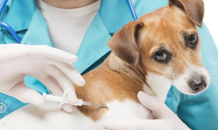 养狗的人越来越多,因此给狗狗打疫苗的人自然也的大幅度的增加,下面一