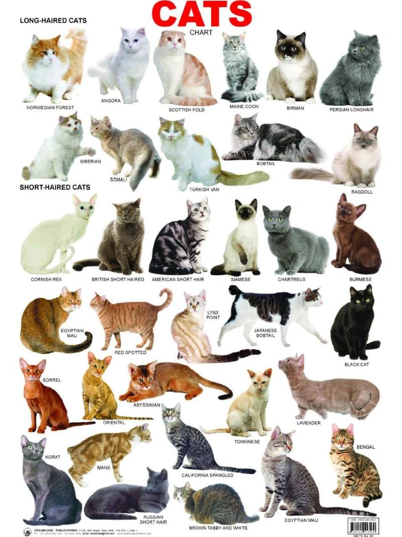 猫咪种类图鉴收集 世界猫猫类大集合