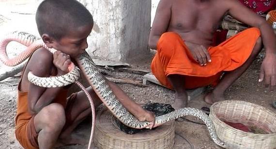 印度村庄眼镜蛇成幼童宠物毒蛇陪伴孩子长大