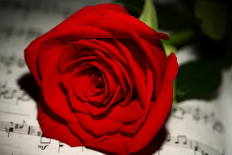 玫瑰,特写,音符,红色,花卉,照片,2560x1706