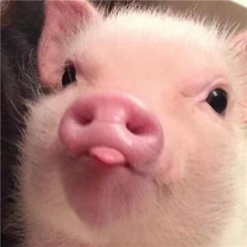 2019猪猪情侣头像一男一女最火小粉猪情侣头像一人一张