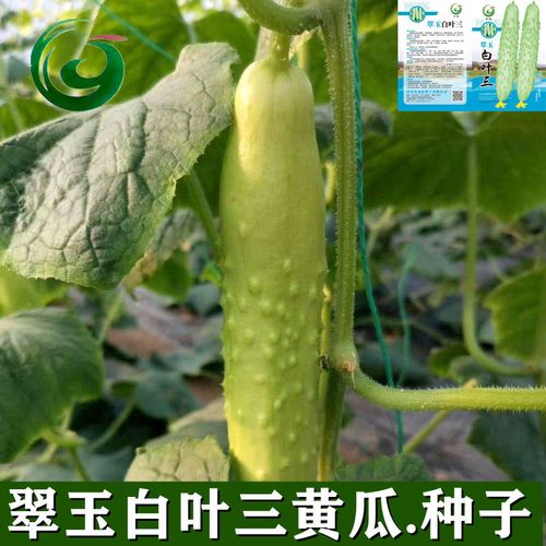 白叶黄瓜种子特色蔬菜种子有机蔬菜水果种子阳台种菜蔬菜瓜果种子