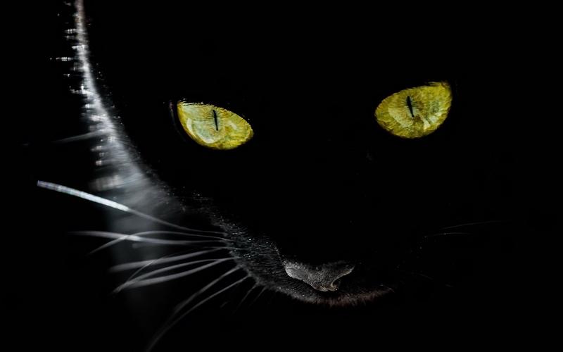 黑猫黄眼睛,黑背景,背光 壁纸