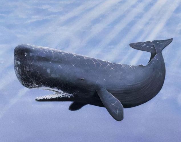 世界上最大的鲸鱼抹香鲸,潜深度一般达到了2000米到3000米深处,最大的
