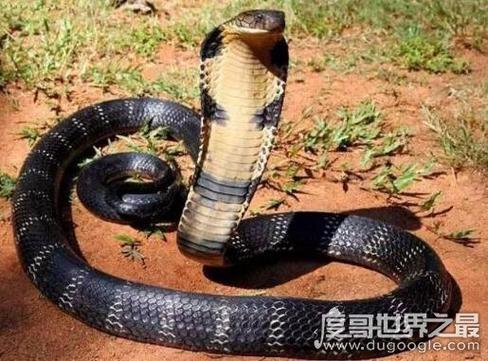 70多斤超大的眼镜王蛇